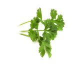 Coriander Leaves (కొత్తిమీర)